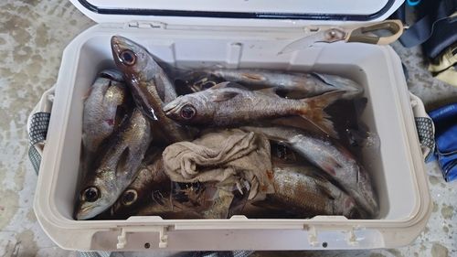 クロムツの釣果