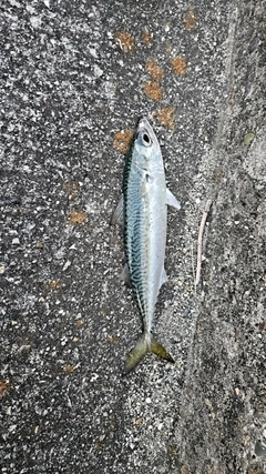 サバの釣果