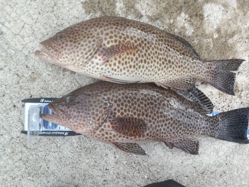 オオモンハタの釣果