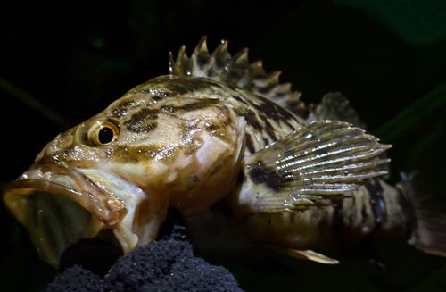 タケノコメバルの釣果