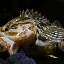 タケノコメバル