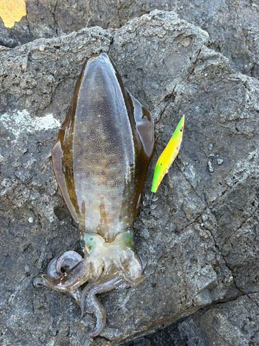 アオリイカの釣果