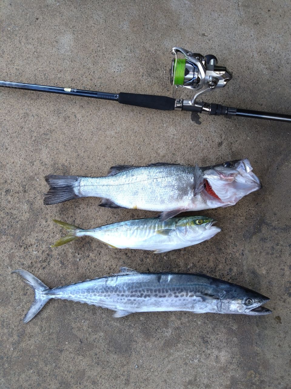 セイゴ（ヒラスズキ）