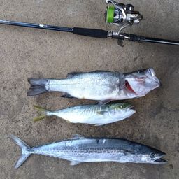 セイゴ（ヒラスズキ）