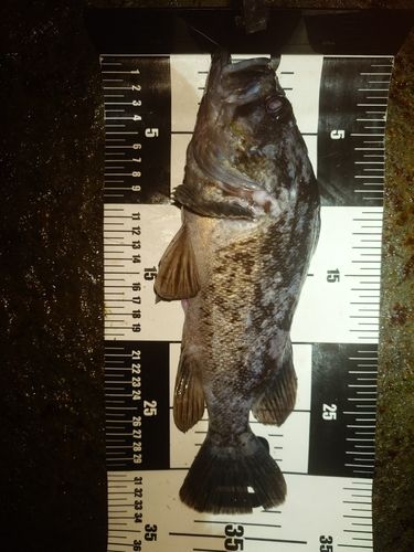 クロソイの釣果