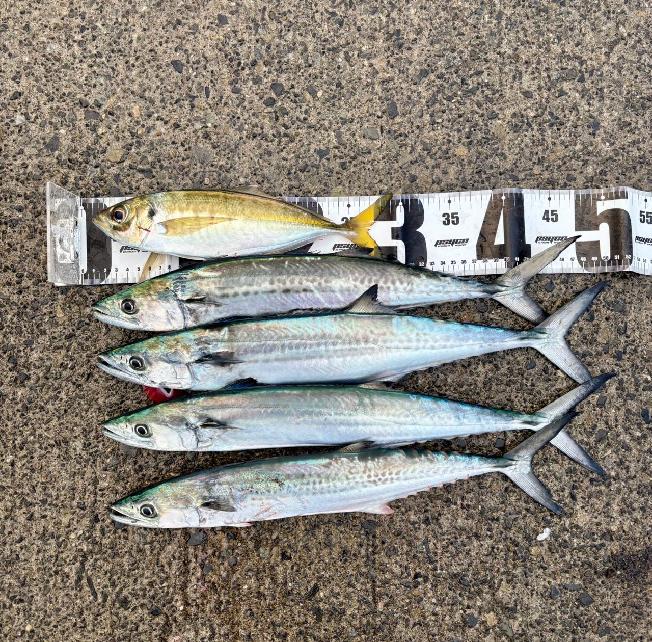 SHIMANO 21コルトスナイパーBB S96MLの最安値・インプレ・釣果 | 本音