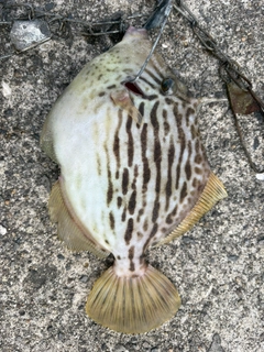 カワハギの釣果