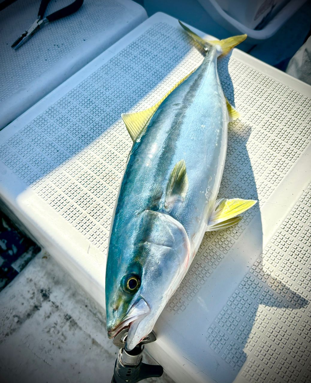 Jackson オーシャンゲート ライトジギングの最安値・インプレ・釣果