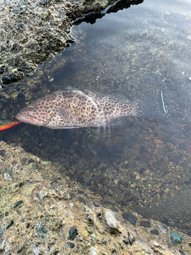 オオモンハタの釣果
