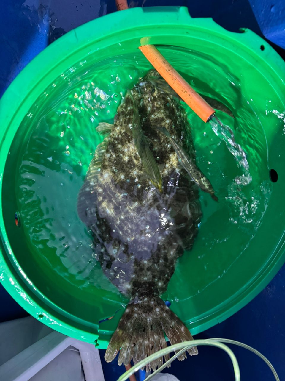 kunchanさんの釣果 1枚目の画像