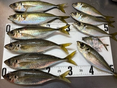 マアジの釣果