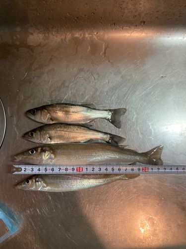 マリナタウン海浜公園