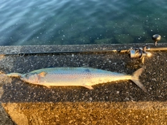 サワラの釣果