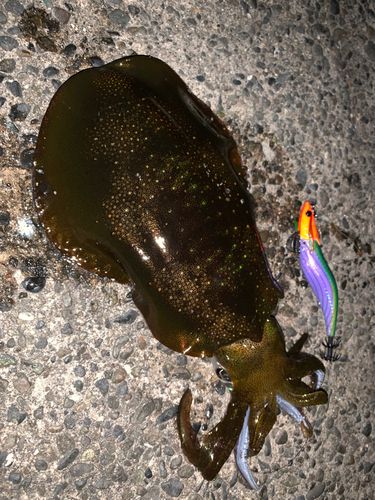 アオリイカの釣果