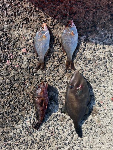 一万トン岸壁（姫路）