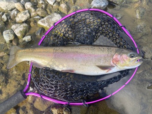 ニジマスの釣果