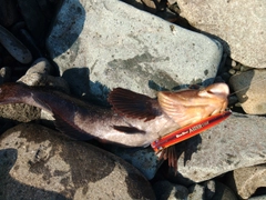 アイナメの釣果