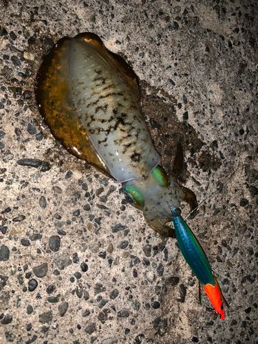 アオリイカの釣果