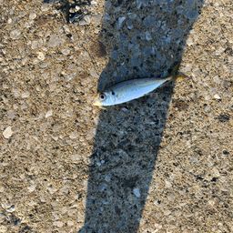 アイスズメダイ