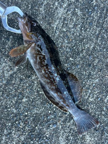 アイナメの釣果