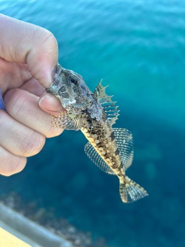 アナハゼの釣果