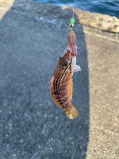 アカササノハベラの釣果