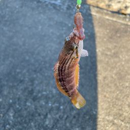 アカササノハベラ