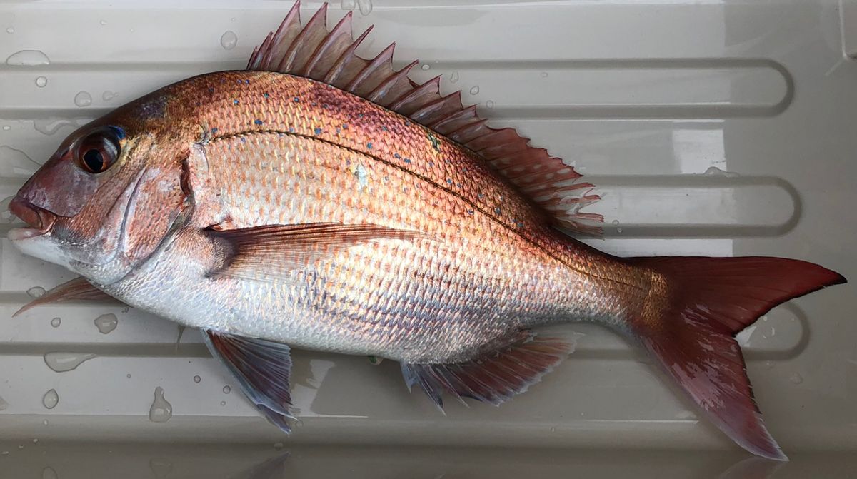 イマイさんの釣果 1枚目の画像