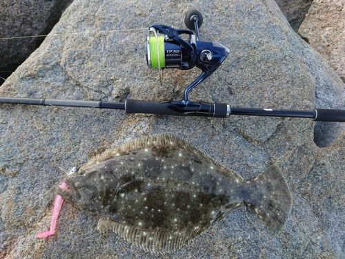 ヒラメの釣果