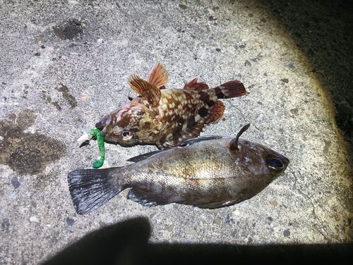 シロメバルの釣果