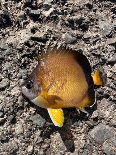 シラコダイの釣果