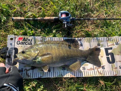 スモールマウスバスの釣果