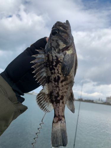 クロソイの釣果