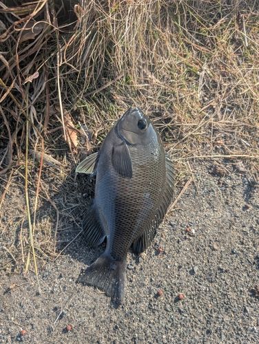 グレの釣果