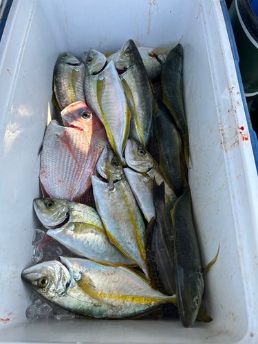 シマアジの釣果