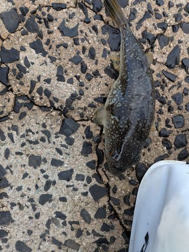 クサフグの釣果