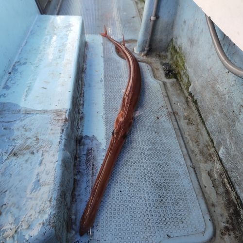 アカヤガラの釣果