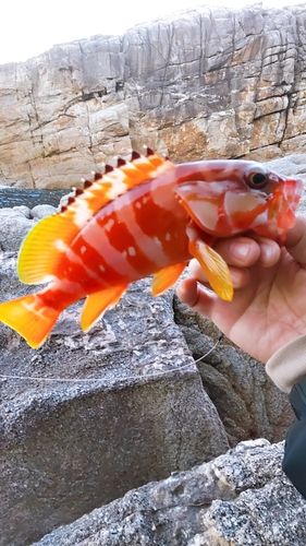 アカハタの釣果