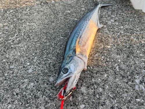サゴシの釣果
