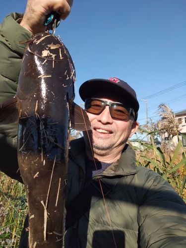 ナマズの釣果