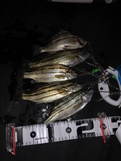 シマイサキの釣果