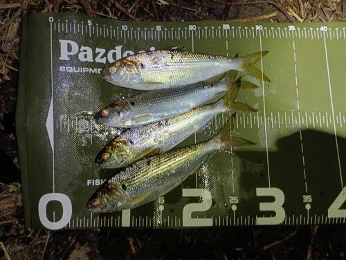 コノシロの釣果