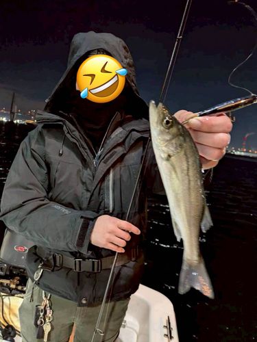 セイゴ（タイリクスズキ）の釣果