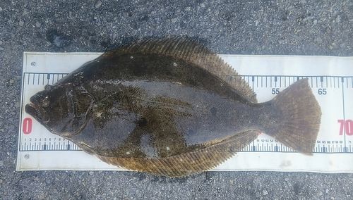 ヒラメの釣果