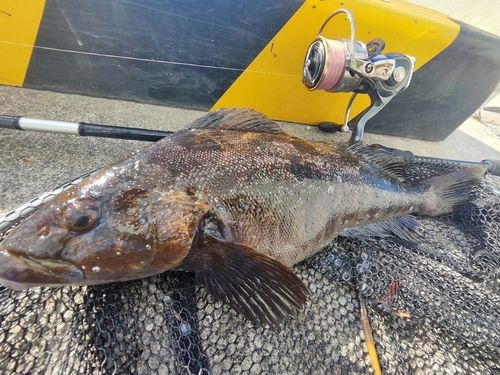 アイナメの釣果