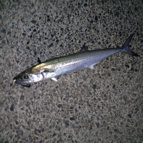 サゴシの釣果