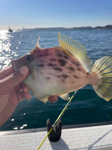カワハギの釣果