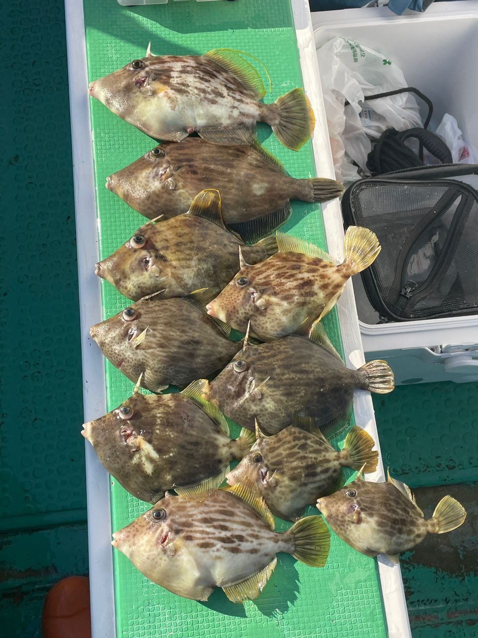 夏だけルアーマンさんの釣果 3枚目の画像