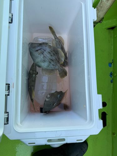 カワハギの釣果