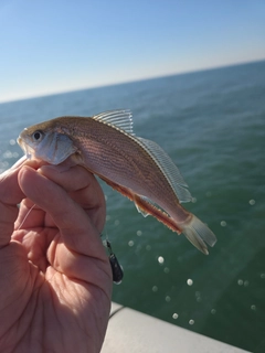 イシモチの釣果